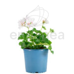 Geranio Calliope Km0 Planta de Primavera / Verano