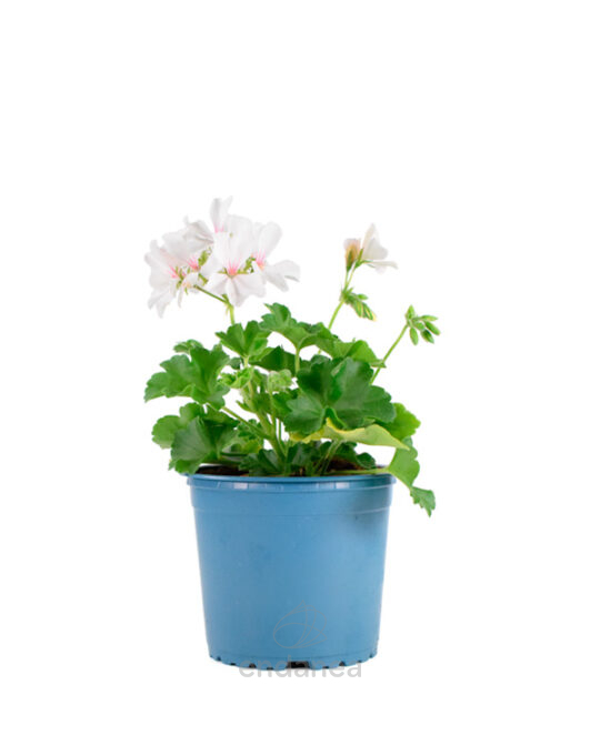 geranio-calliope-km0-planta-de-exterior