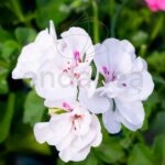 Geranio Hiedra Flor Doble Km0 Blanca