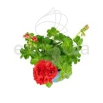 Geranio Hiedra Flor Doble Km0