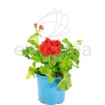 Geranio Hiedra Flor Doble Km0