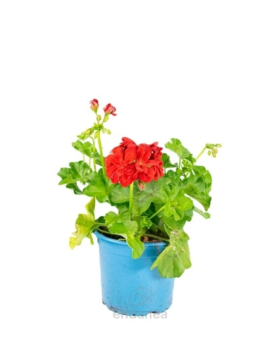 Geranio Hiedra Flor Doble Km0