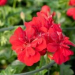 Geranio Hiedra Flor Doble Km0 Roja