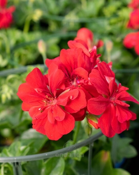 geranio-hiedra-de-flor-doble-km0-roja