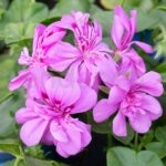 Geranio Hiedra Flor Doble Km0 Rosa
