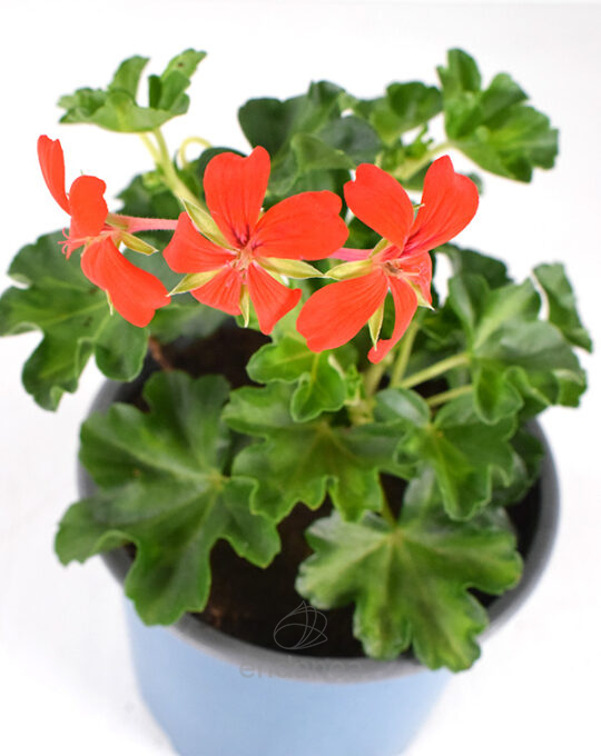 geranio-hiedra-flor-sencilla-roja