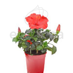 Hibiscus Planta de Exterior con Flor