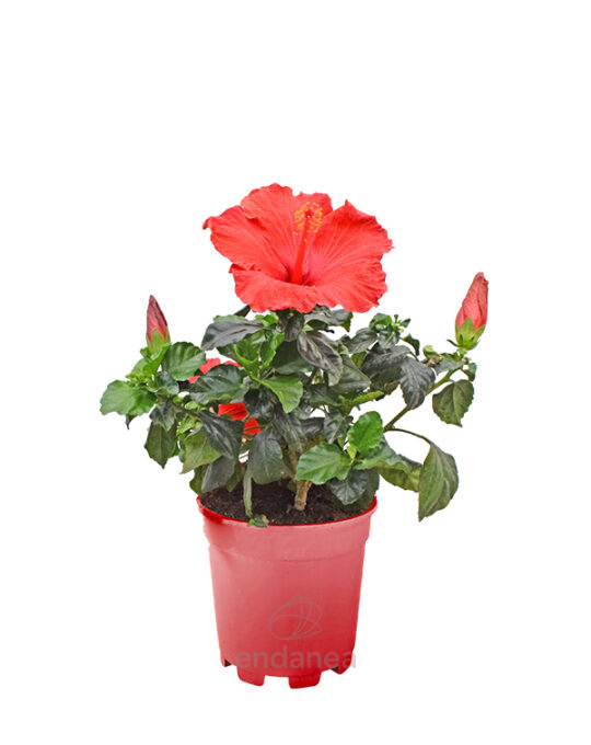 hibiscus-planta-exterior-primavera-verano-con-flor
