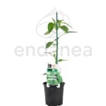 Pimiento Padrón Dulce Planta Hortícola