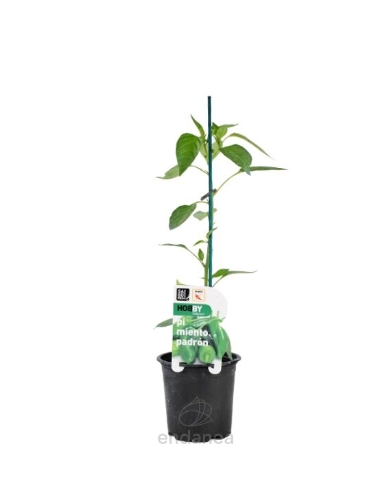 Pimiento Padrón Dulce Planta Hortícola