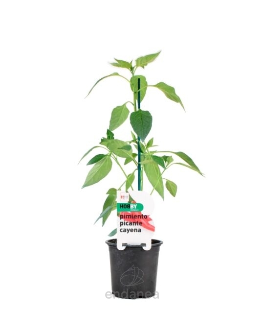 pimiento-picante-cayena-planta-horticola