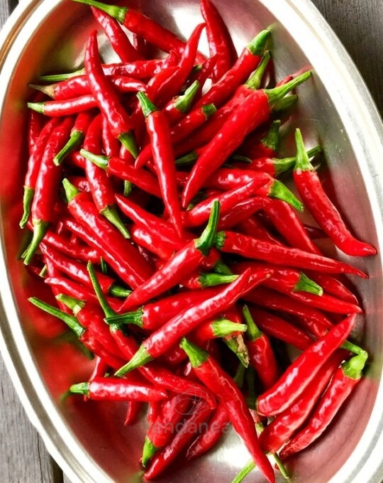 pimiento-picante-cayena-planta-horticola-frutos