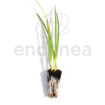 Plantel de Cebolla Dulce Plantas Hortícolas