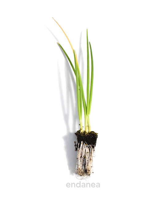 plantel-de-cebolla-dulce-plantas-horticolas
