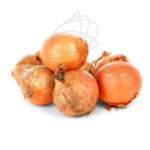 Plantel de Cebolla Dulce Plantas Hortícolas