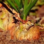 Plantel de Cebolla Dulce Plantas Hortícolas