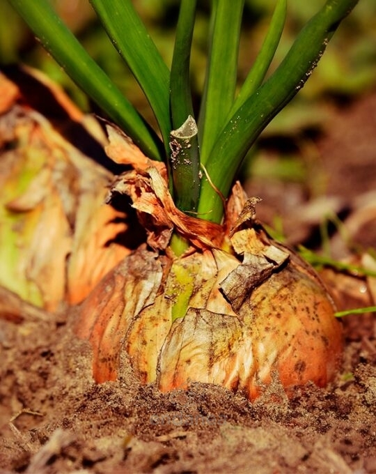plantel-de-cebolla-dulce-plantas-horticolas-desarrollo