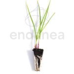 Plantel de Cebolla Roja Plantas Hortícolas