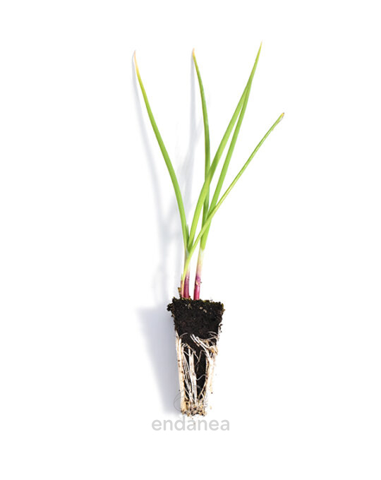 plantel-de-cebolla-roja-plantas-horticolas
