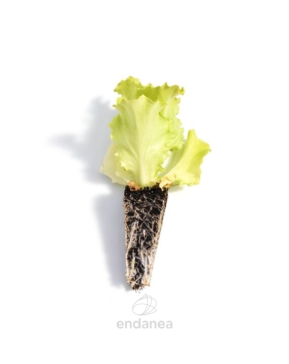 Plantel de Lechuga Verde
