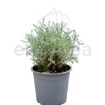 Santolina Planta de Exterior Aromática Gris