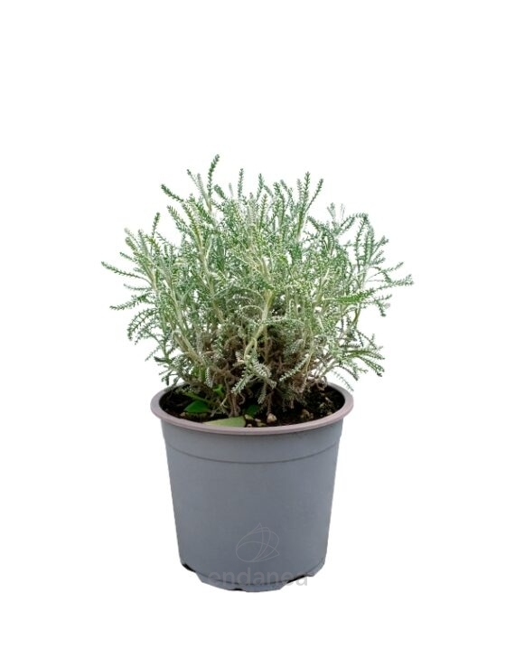 Santolina Planta de Exterior Aromática Gris