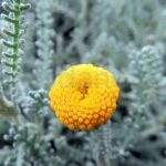 Santolina Planta de Exterior Aromática Gris