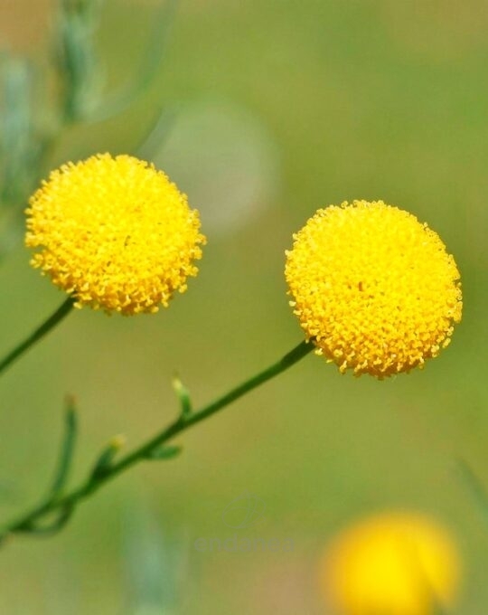 santolina-verde-km0-planta-aromatica-flor-amarilla