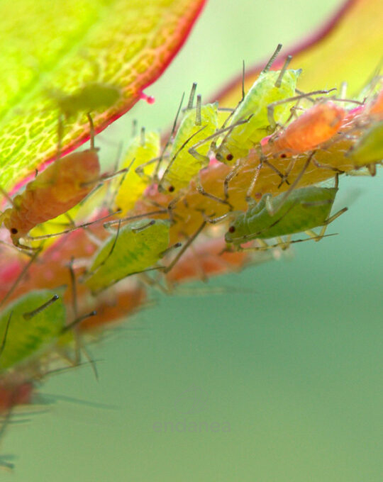 swan-insecticida-aficida-acción-total-pulgon