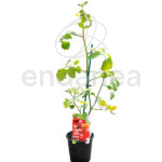 Tomate Cherry Pera Plantas Hortícolas