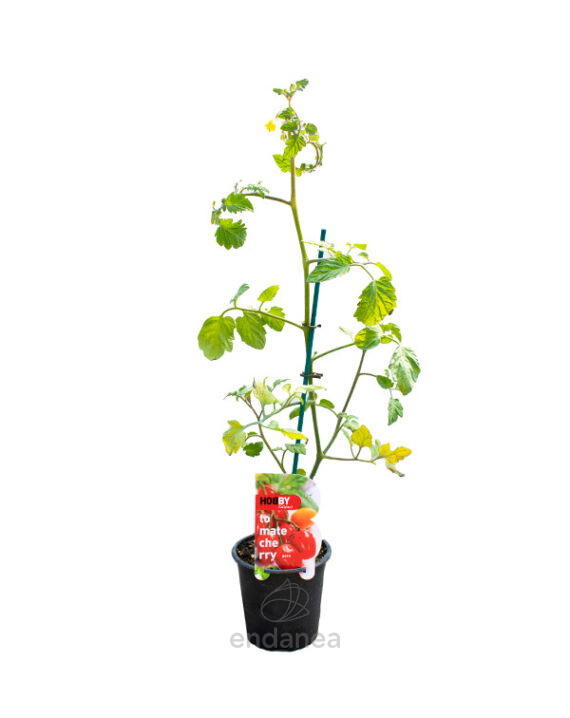 Tomate Cherry Pera Plantas Hortícolas