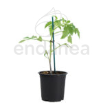 Tomate Morado Planta Hortícola