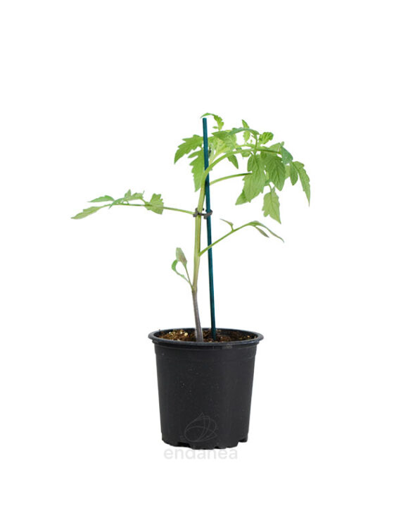 Tomate Morado Planta Hortícola