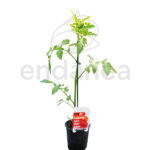 Tomate San Marzano