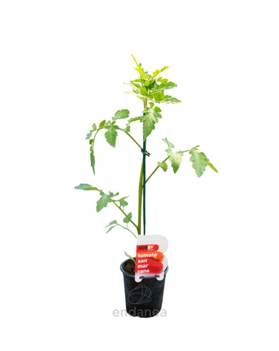 Tomate San Marzano