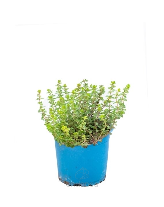 Tomillo Limonero Planta Aromática