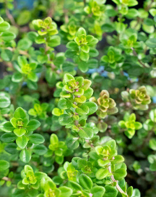 tomillo-limonero-planta-horticola-detalle