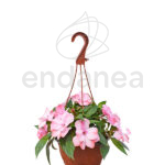 Alegría Sunpatiens Colgante