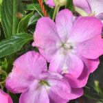 Alegría Sunpatiens Colgante Fucsia