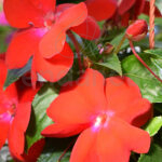 Alegría Sunpatiens Colgante Roja