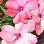 Alegría Sunpatiens Colgante Rosa