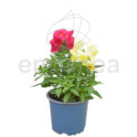 Antirrhinum Majus - Boca Dragón Km0 Planta de Exterior