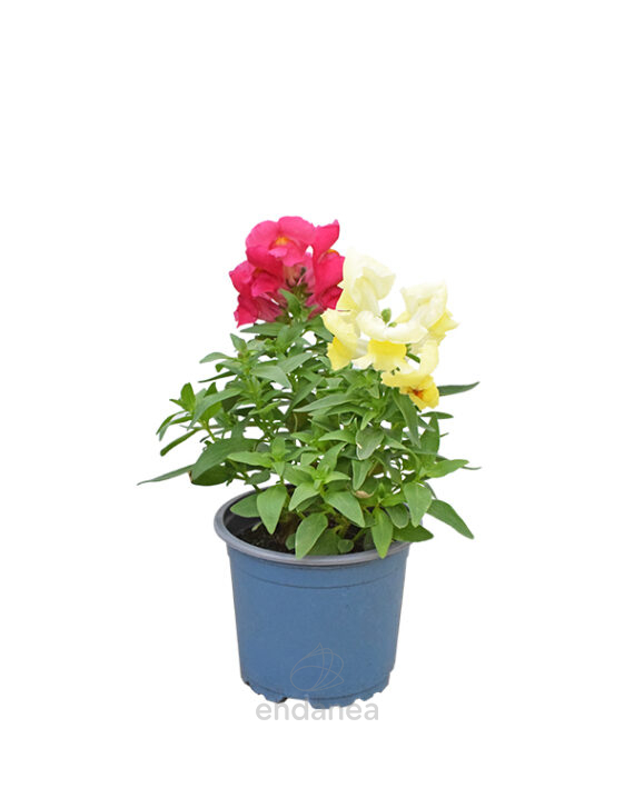 Antirrhinum Majus - Boca Dragón Km0 Planta de Exterior