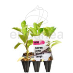 Berenjena Blanca Larga Planta 6 unidades