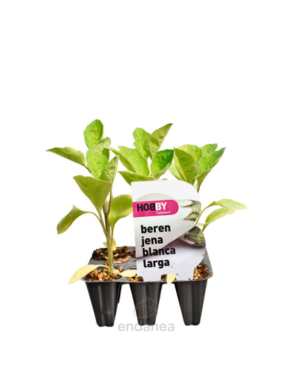 Berenjena Blanca Larga Planta 6 unidades