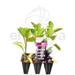 Berenjena Negra Larga Planta 6 unidades