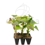 Boniato Planta Km0 6 unidades