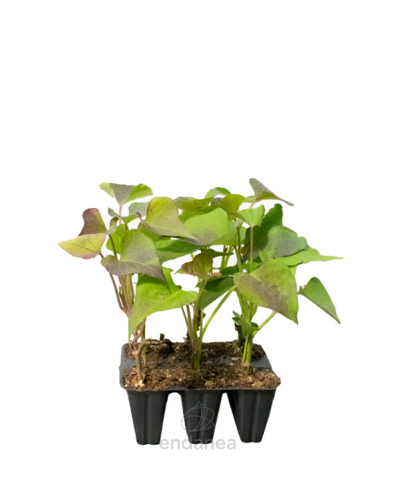 Boniato Planta Km0 6 unidades