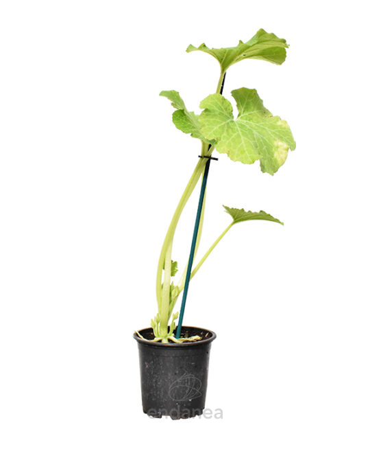 calabacin-blanco-planta-horticola-m10