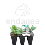 Calabacín Redondo Planta 6 unidades